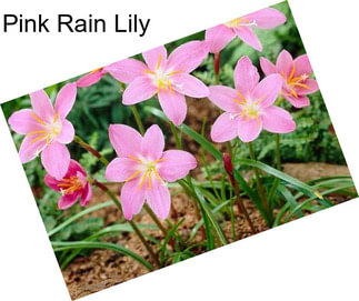 Pink Rain Lily