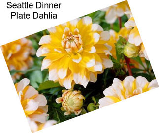 Seattle Dinner Plate Dahlia