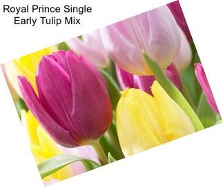 Royal Prince Single Early Tulip Mix