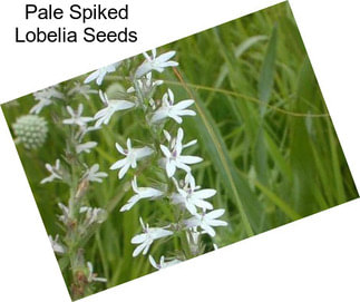 Pale Spiked Lobelia Seeds