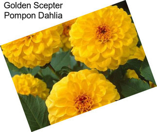 Golden Scepter Pompon Dahlia