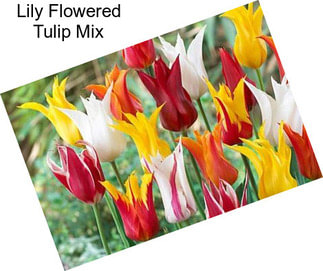 Lily Flowered Tulip Mix