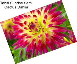 Tahiti Sunrise Semi Cactus Dahlia