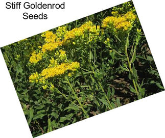 Stiff Goldenrod Seeds