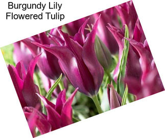 Burgundy Lily Flowered Tulip