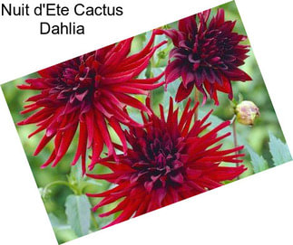 Nuit d\'Ete Cactus Dahlia