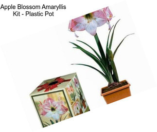 Apple Blossom Amaryllis Kit - Plastic Pot