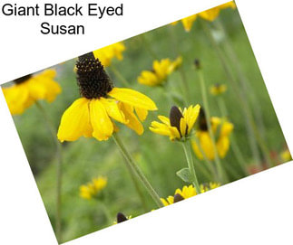 Giant Black Eyed Susan