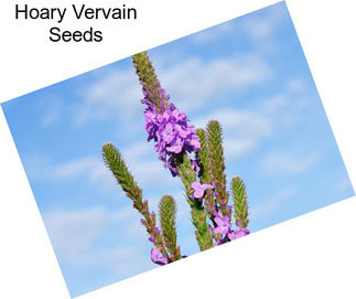 Hoary Vervain Seeds