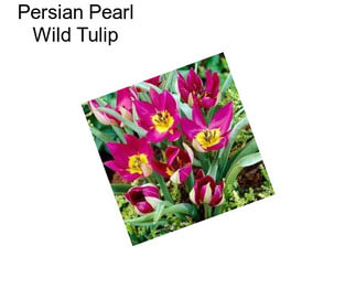 Persian Pearl Wild Tulip
