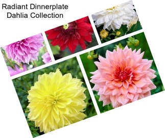 Radiant Dinnerplate Dahlia Collection