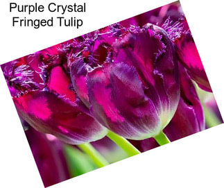 Purple Crystal Fringed Tulip