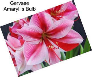 Gervase Amaryllis Bulb