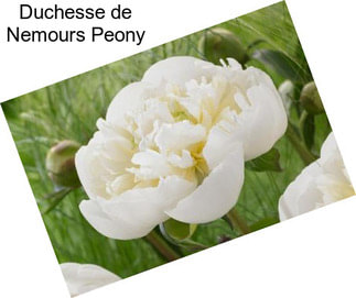 Duchesse de Nemours Peony