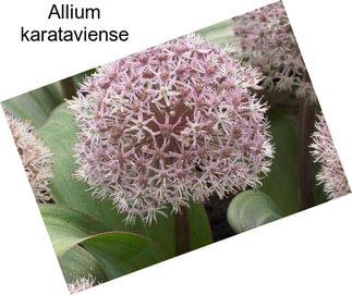 Allium karataviense