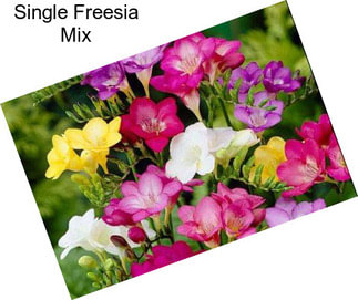 Single Freesia Mix