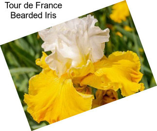 Tour de France Bearded Iris