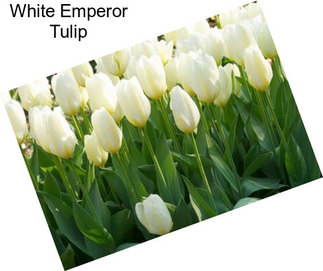 White Emperor Tulip