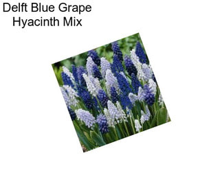 Delft Blue Grape Hyacinth Mix