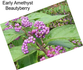 Early Amethyst Beautyberry