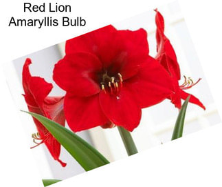 Red Lion Amaryllis Bulb