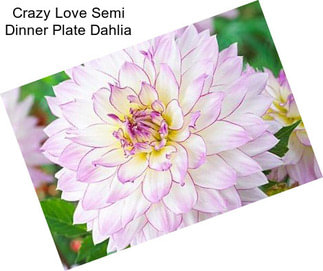 Crazy Love Semi Dinner Plate Dahlia