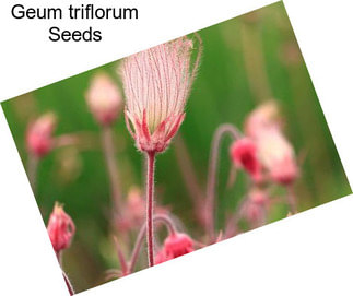 Geum triflorum Seeds