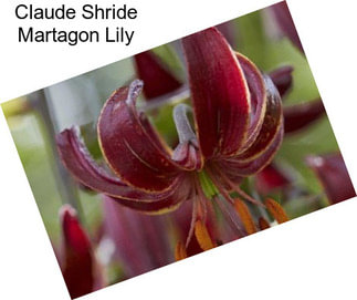 Claude Shride Martagon Lily