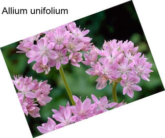 Allium unifolium