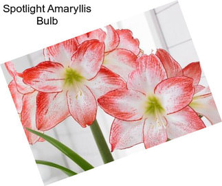 Spotlight Amaryllis Bulb