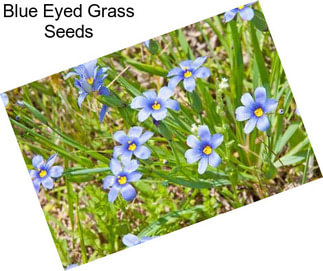 Blue Eyed Grass Seeds