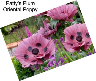 Patty\'s Plum Oriental Poppy