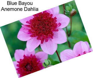 Blue Bayou Anemone Dahlia