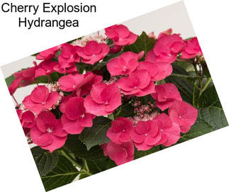 Cherry Explosion Hydrangea