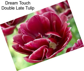 Dream Touch Double Late Tulip