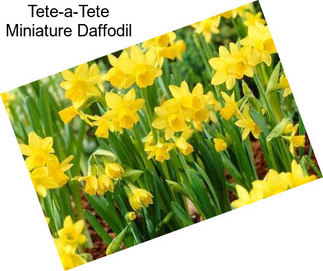 Tete-a-Tete Miniature Daffodil