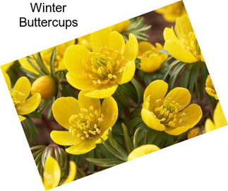 Winter Buttercups