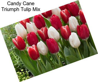 Candy Cane Triumph Tulip Mix