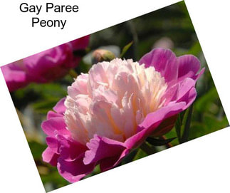 Gay Paree Peony