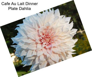 Cafe Au Lait Dinner Plate Dahlia