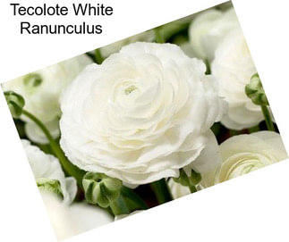 Tecolote White Ranunculus