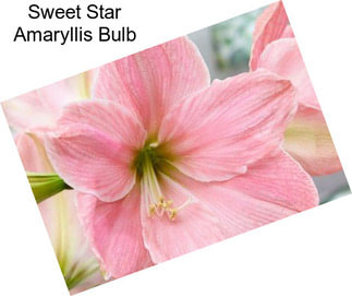 Sweet Star Amaryllis Bulb