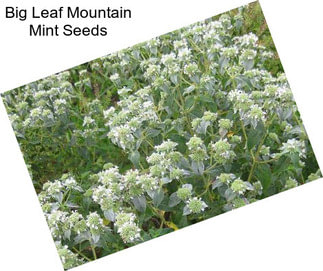 Big Leaf Mountain Mint Seeds