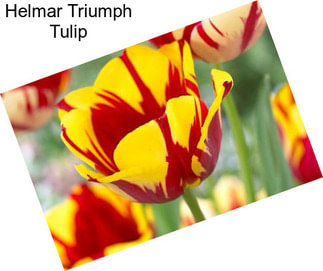 Helmar Triumph Tulip