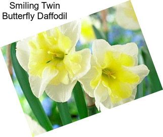 Smiling Twin Butterfly Daffodil
