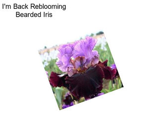 I\'m Back Reblooming Bearded Iris