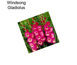 Windsong Gladiolus