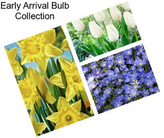 Early Arrival Bulb Collection