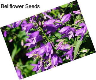 Bellflower Seeds