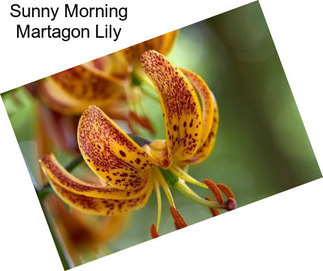 Sunny Morning Martagon Lily